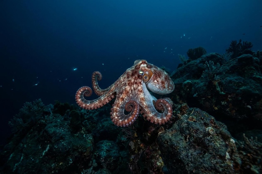 Le Barriere Biologiche all'Intelligenza degli Octopus